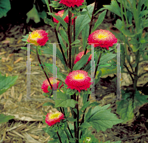 Picture of Callistephus chinensis 'Pompom'