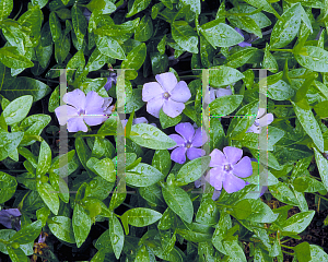 Picture of Vinca minor 