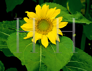 Picture of Helianthus annuus 'Zebulon'