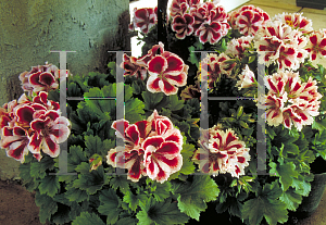 Picture of Pelargonium x domesticum 'Aztec'