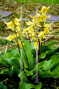 Picture of Erythronium tuolumnense 