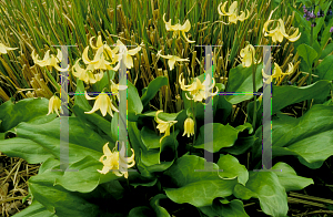 Picture of Erythronium tuolumnense 