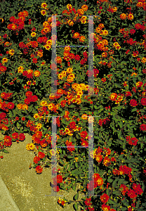 Picture of Lantana camara 'Radiance'