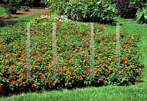 Picture of Lantana camara 'Radiation'