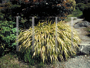 Picture of Hakonechloa macra 'Aureola'