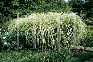 Picture of Miscanthus sinensis 'Variegatus'