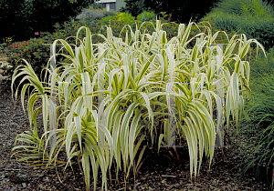 Picture of Arundo donax 'Variegata'