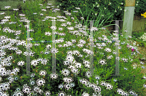 Picture of Osteospermum fruticosum 