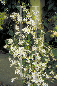 Picture of Clematis terniflora 