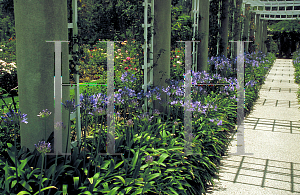 Picture of Agapanthus praecox ssp. orientalis 'Huntington Blue'