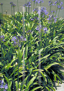 Picture of Agapanthus praecox ssp. orientalis 'Huntington Blue'