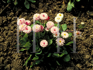 Picture of Bellis perennis 