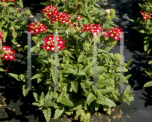 Picture of Verbena  'Novalis'