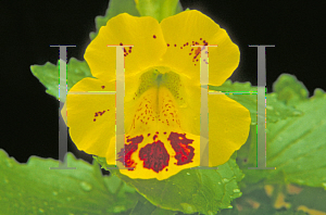 Picture of Erythranthe lutea '~Species'