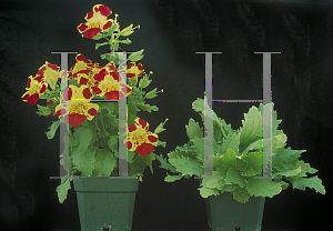 Picture of Erythranthe lutea '~Species'