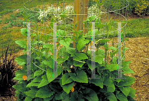 Picture of Thunbergia alata 