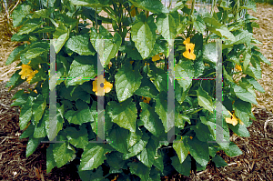 Picture of Thunbergia alata 