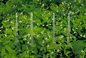 Picture of Gillenia trifoliata 