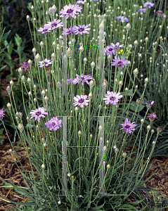 Picture of Catananche caerulea 