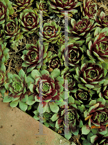 Picture of Sempervivum pomelii 