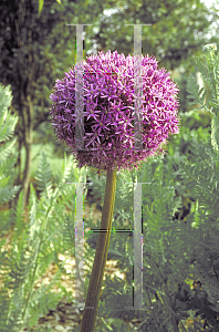 Picture of Allium  'Globemaster'