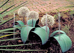 Picture of Allium karataviense 