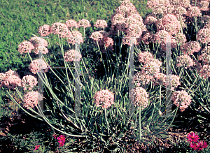 Picture of Allium senescens var. glaucum 