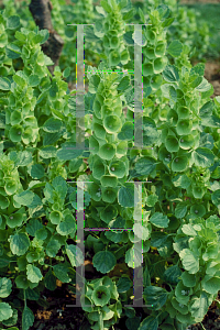 Picture of Moluccella laevis 