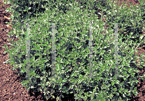 Picture of Teucrium chamaedrys 