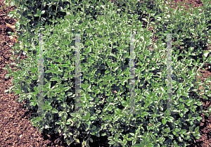 Picture of Teucrium chamaedrys 