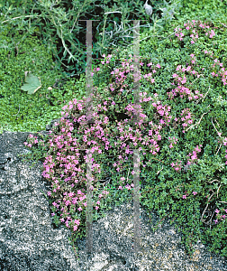 Picture of Thymus serpyllum 