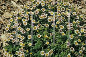 Picture of Erigeron glaucus 'Cape Sebastian'