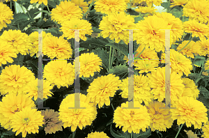 Picture of Heliopsis helianthoides ssp. scabra 'Gold Greenheart'