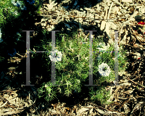 Picture of Nigella damascena 