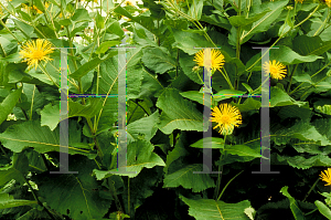 Picture of Inula magnifica 