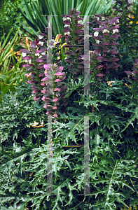 Picture of Acanthus spinosus 