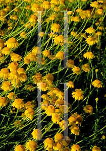 Picture of Anthemis tinctoria 