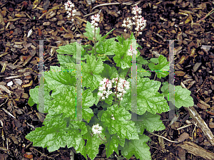 Picture of Tiarella wherryi 