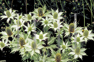 Picture of Eryngium giganteum 