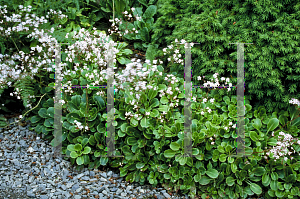 Picture of Saxifraga x urbium 'London Pride'