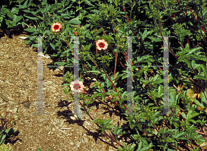 Picture of Potentilla nepalensis 'Miss Willmott'