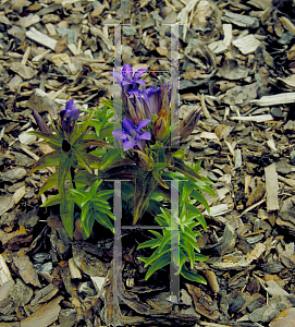 Picture of Gentiana septemfida var. lagodechiana 