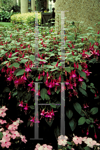 Picture of Fuchsia x 'Black Prince'