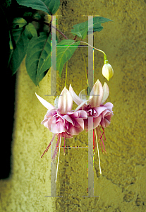 Picture of Fuchsia x 'Blush of Dawn'