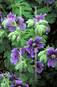 Picture of Geranium  'Johnson's Blue'