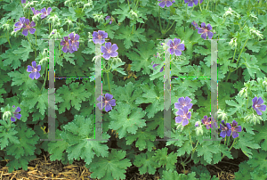 Picture of Geranium  'Johnson's Blue'