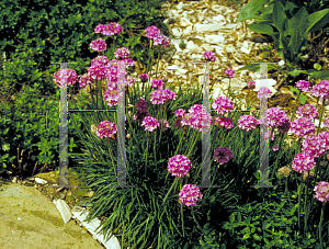 Picture of Armeria maritima 