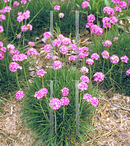 Picture of Armeria maritima 'Sea Thrift'