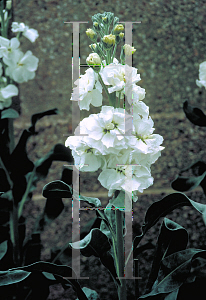 Picture of Matthiola incana 'White Christmas'