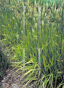 Picture of Alopecurus pratensis 'Variegata'